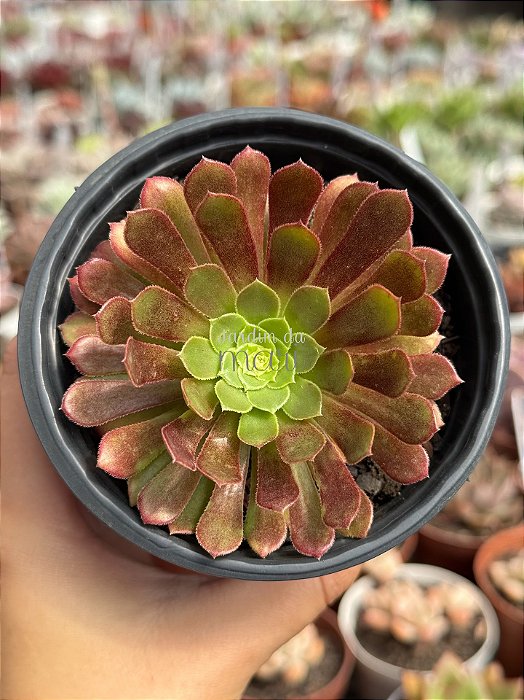 Aeonium fiesta reverso