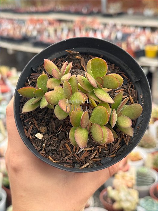 Crassula money maker