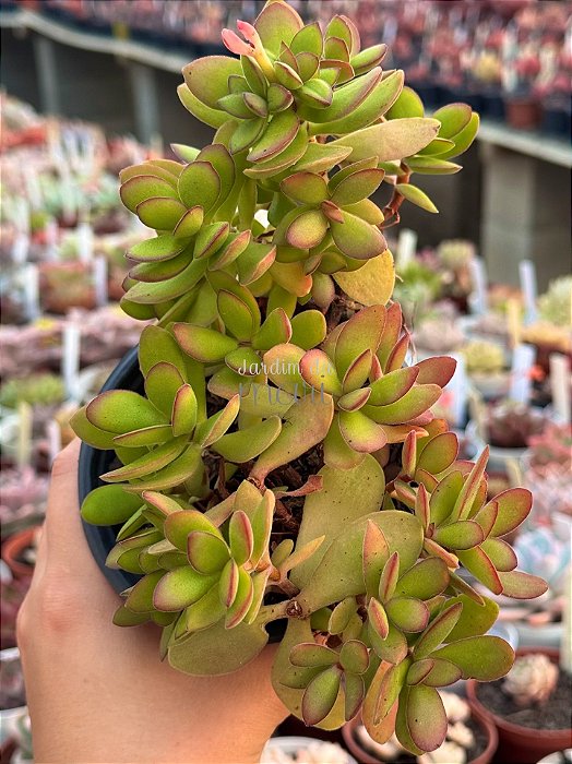 Crassula money maker