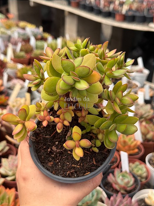 Crassula money maker