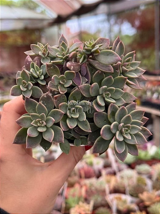 Sinocrassula indica