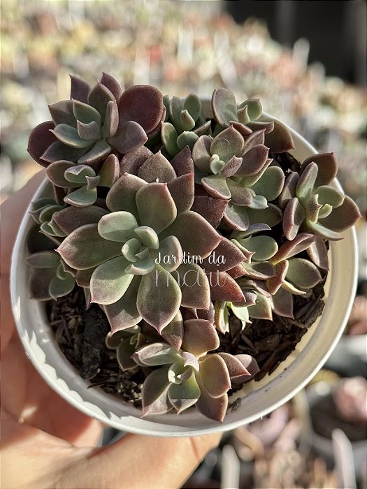 Sinocrassula indica