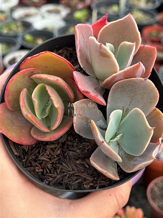 Kit gibbifloras 54 (sem raiz)