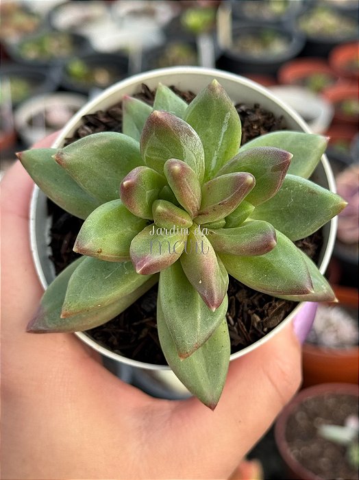 Pachyveria 014