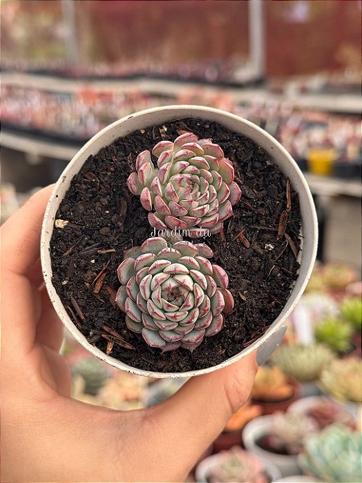 Echeveria sierra