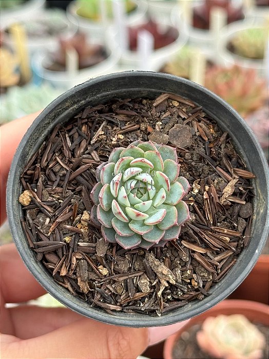 Echeveria sierra