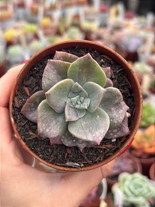 Graptoveria Albert baynes monstruosa