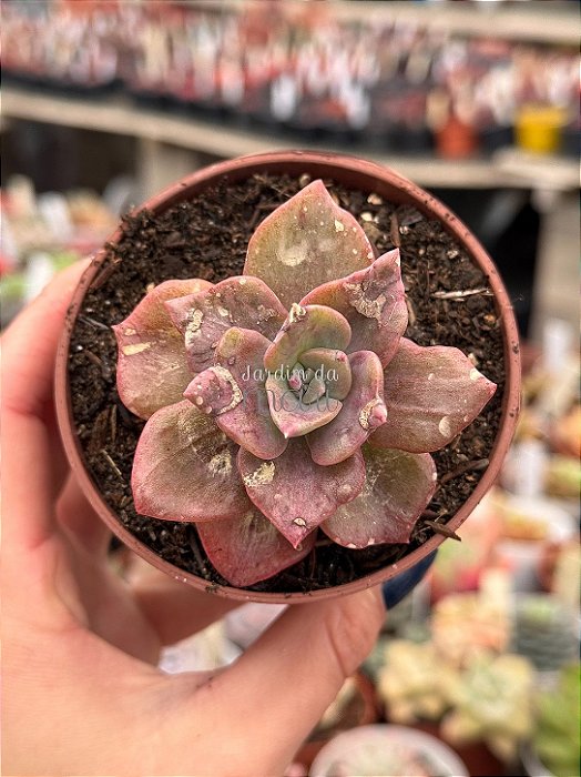 Graptoveria Albert baynes monstruosa