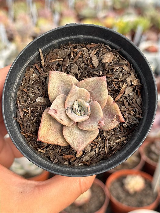Graptoveria Albert baynes monstruosa