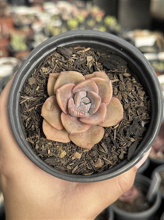 Graptoveria Albert baynes reversa