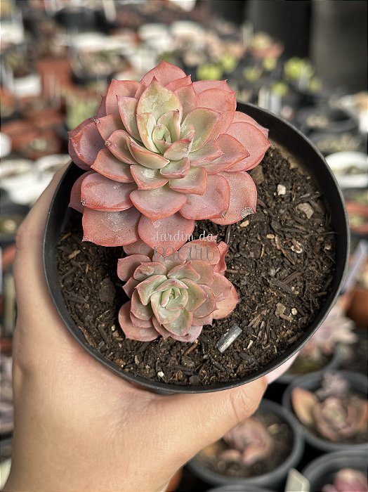 Echeveria zoe (2 cabeças) exclusiva Jardim da Mari