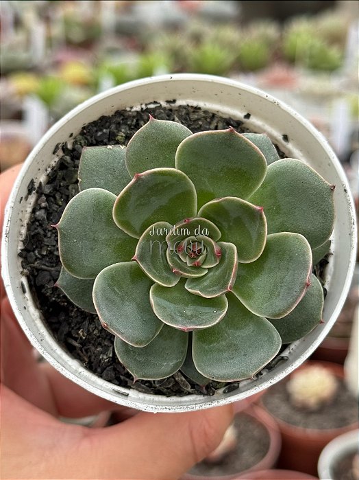 Echeveria santa lewis