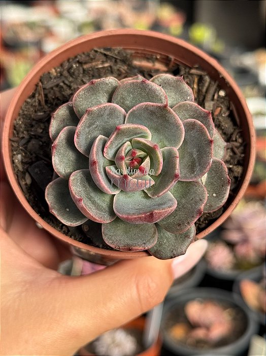 Echeveria san Luis