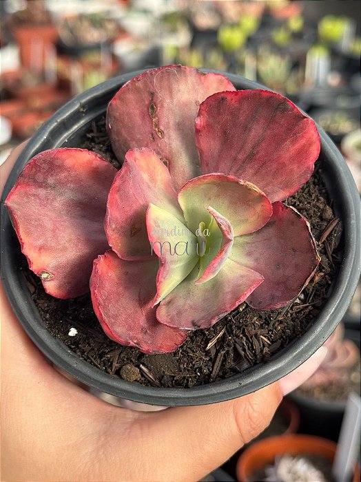 Echeveria pallace variegata G