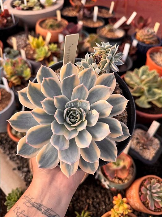Echeveria subsessilis variegata