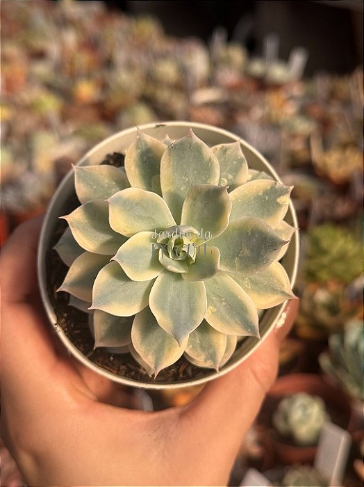 Echeveria subsessilis variegata