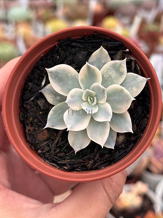 Echeveria subsessilis variegata