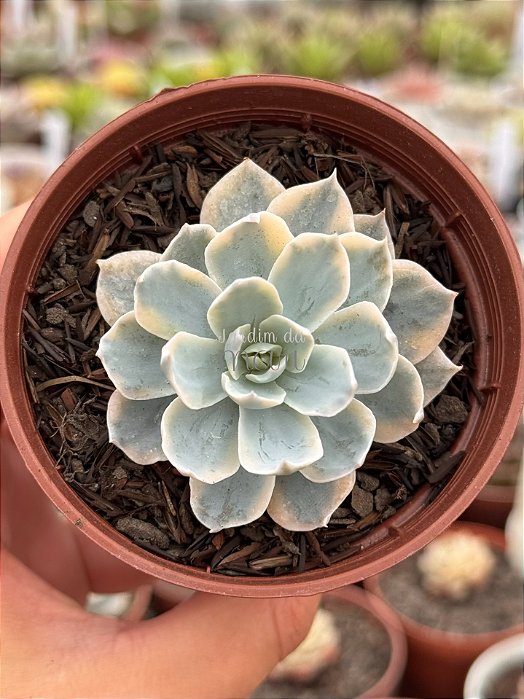 Echeveria subsessilis variegata