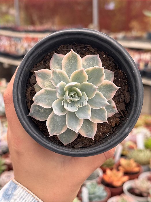 Echeveria subsessilis variegata
