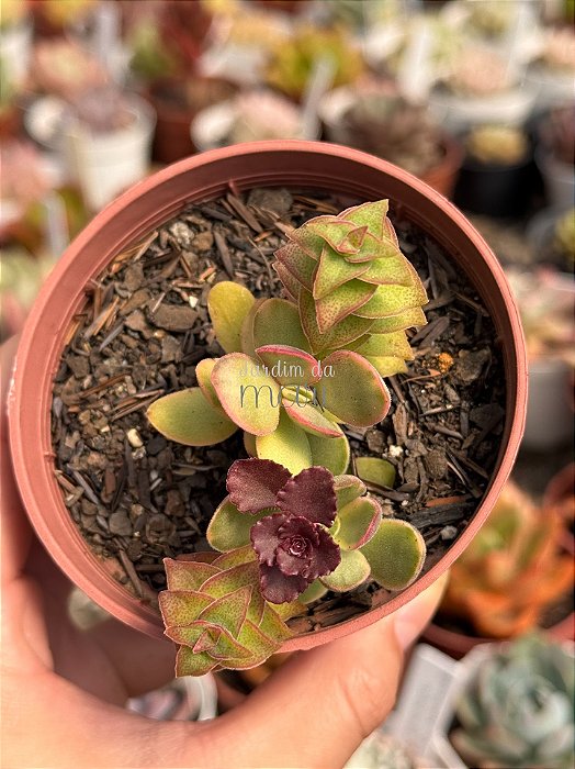 Mix crassula 012
