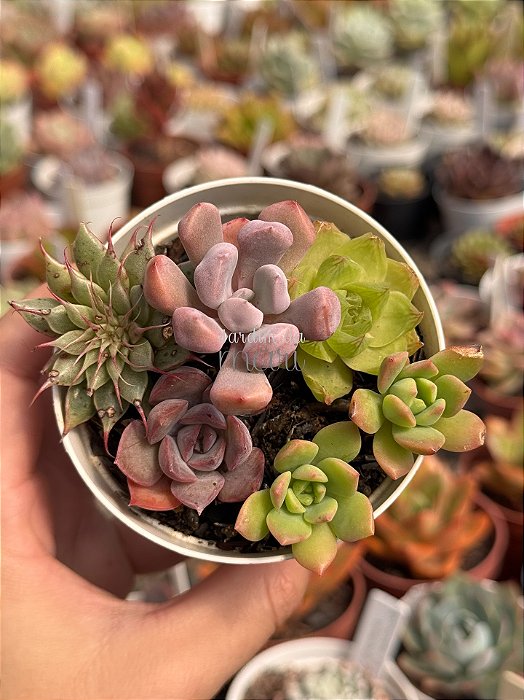 Mix de suculentas 035