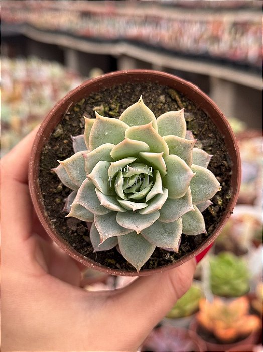 Echeveria lovely queen