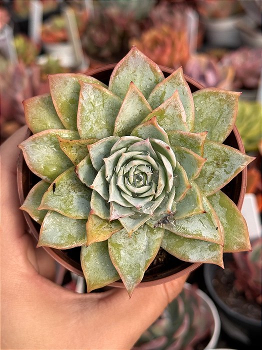 Echeveria lovely queen