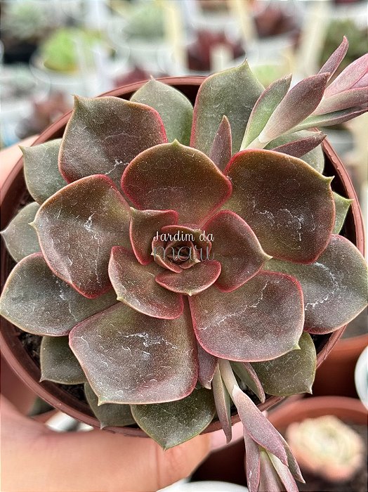 Echeveria mina rubra