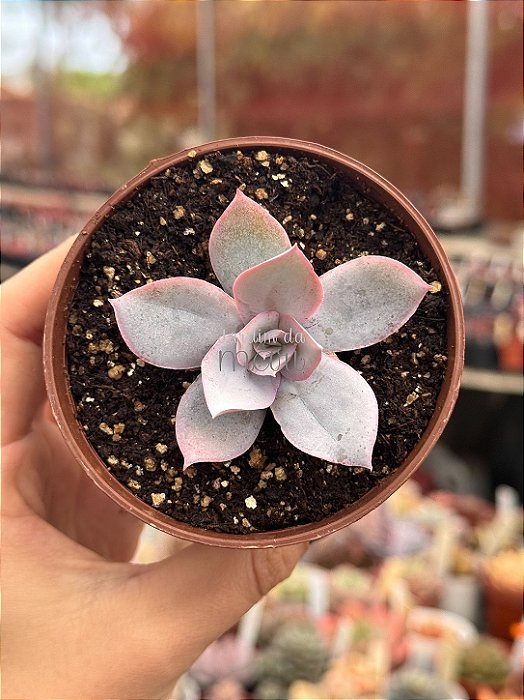 Echeveria cante