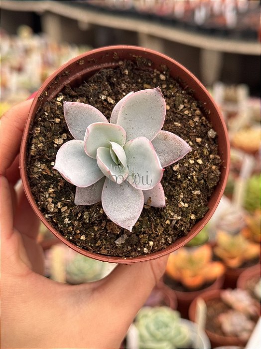 Echeveria cante