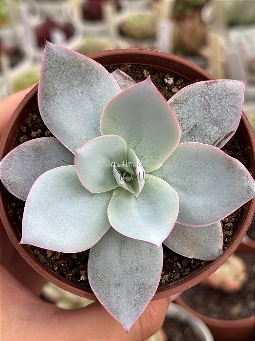 Echeveria cante