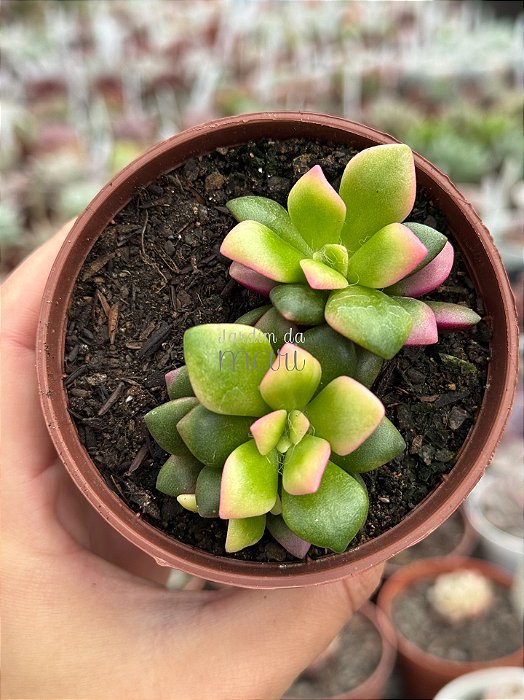Anacampseros rufescens variegata