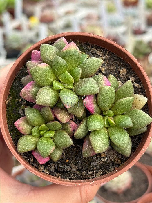 Anacampseros rufescens variegata