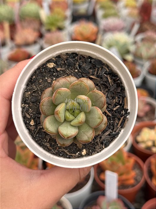 Graptoveria amethorum