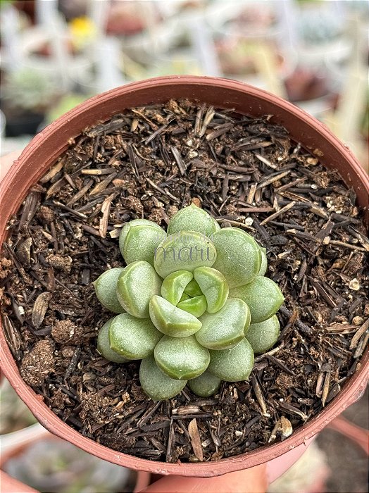 Graptoveria amethorum