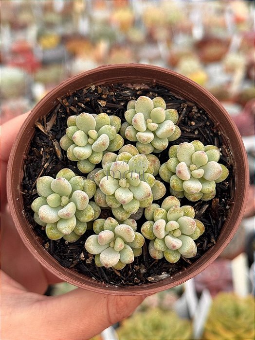 Echeveria amoena microcalyx