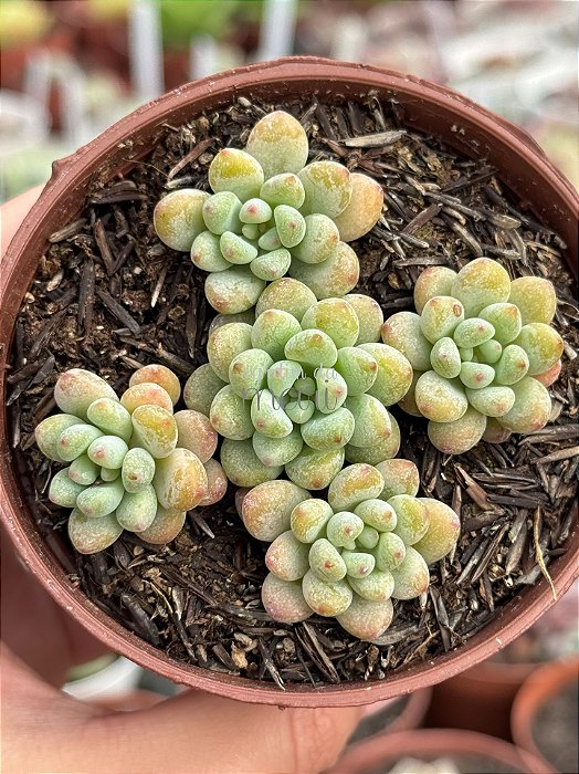 Echeveria amoena microcalyx