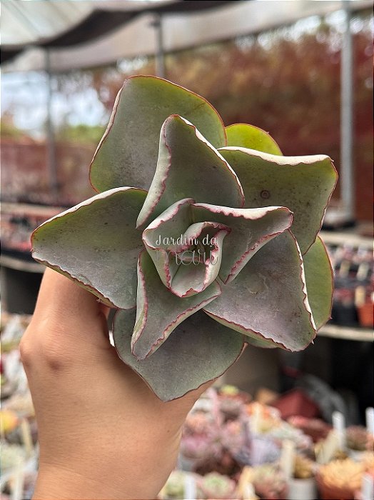 Echeveria rubromarginata