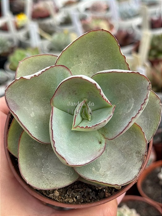 Echeveria rubromarginata