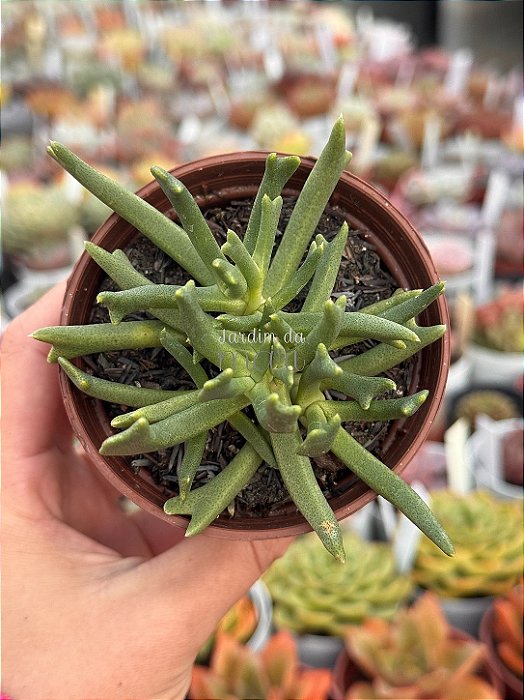 Rhombophyllum dolabriforme