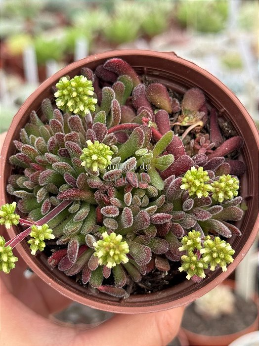 Crassula pubescens