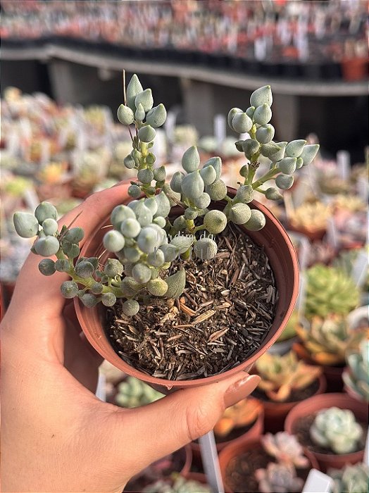 Senecio citriformis