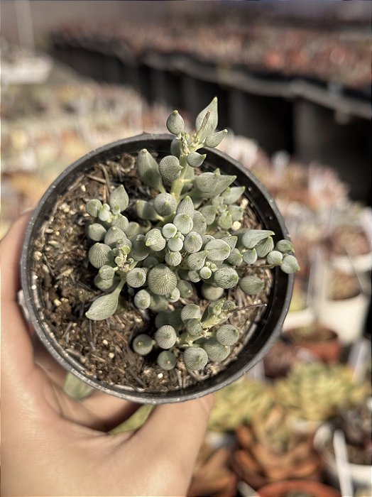 Senecio citriformis