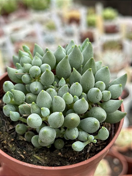 Senecio citriformis
