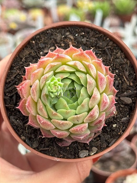 Echeveria red hole
