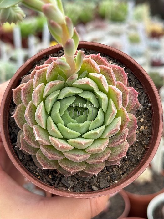 Echeveria red hole