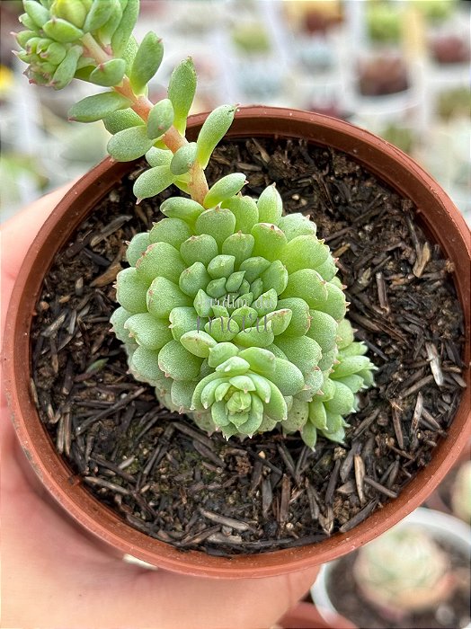 Echeveria vincent catto