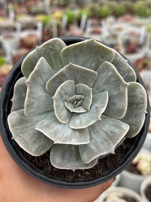 Echeveria marble magic ball