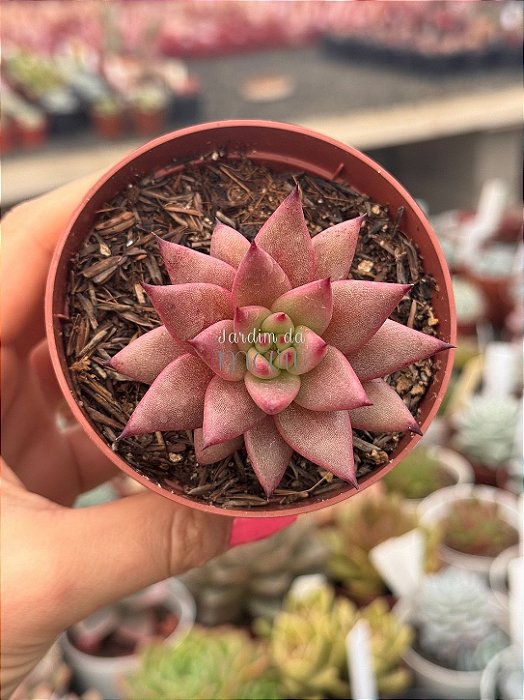 Echeveria agavoides celestia