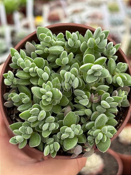 Crassula lanuginosa